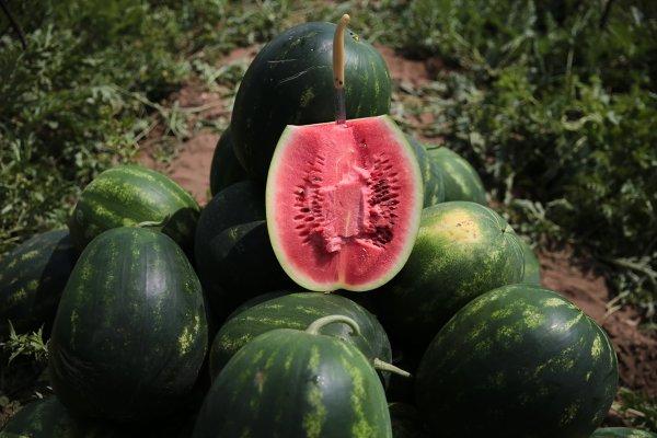 Adana’da turfanda karpuz hasadı başladı