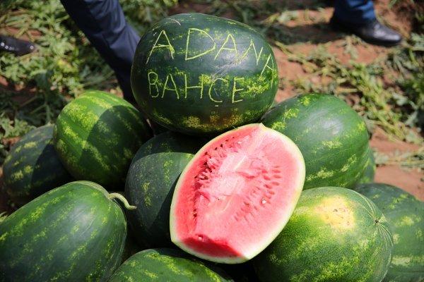 Adana’da turfanda karpuz hasadı başladı