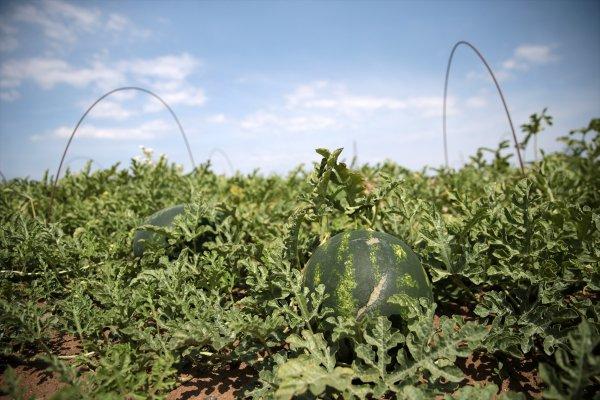 Adana’da turfanda karpuz hasadı başladı