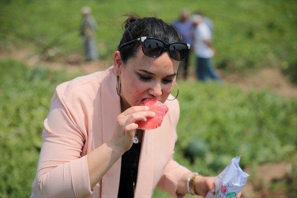 Adana’da turfanda karpuz hasadı başladı