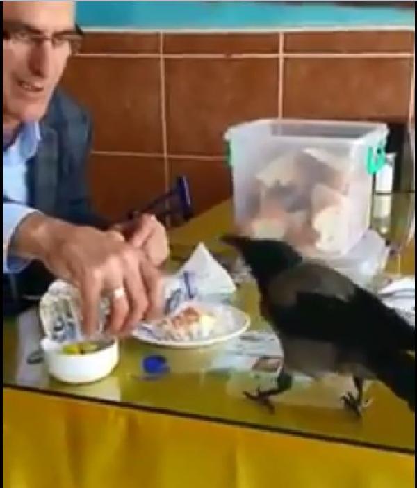 Lokantada masasına konan kargayla yemeğini paylaştı
