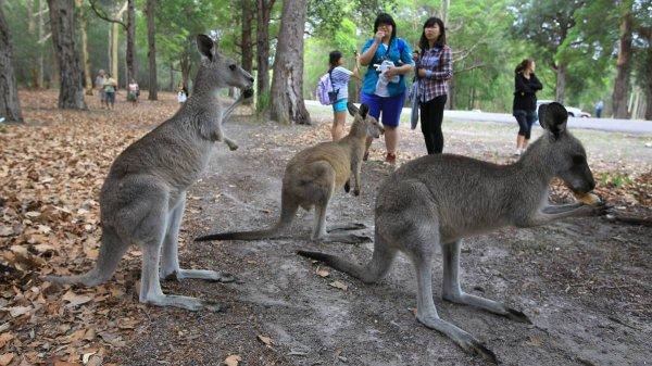 Avustralya kanguru parkı: Morisset Park
