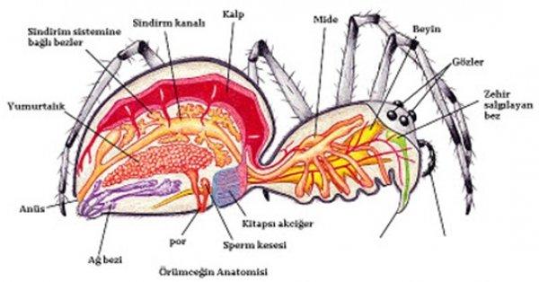Trake solunumu nedir