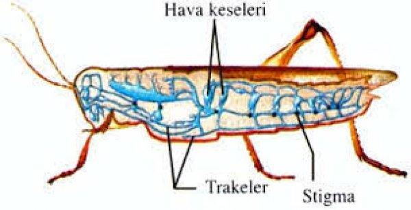Trake solunumu nedir