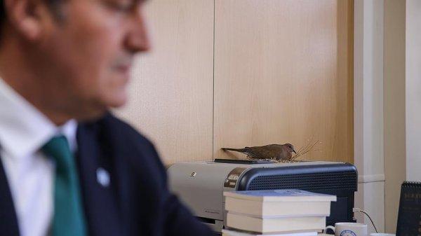 Belediye başkanının odasına kuşlar yuva yaptı