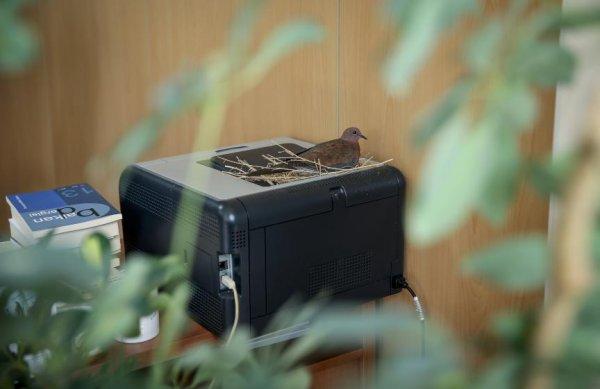 Belediye başkanının odasına kuşlar yuva yaptı