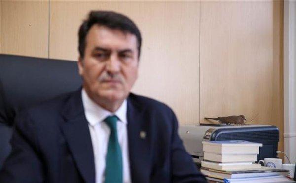 Belediye başkanının odasına kuşlar yuva yaptı