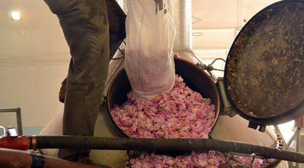 Bulgaristan’dan kaçırılan Isparta gülü