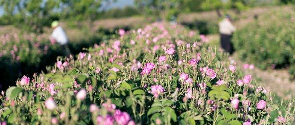 Bulgaristan’dan kaçırılan Isparta gülü