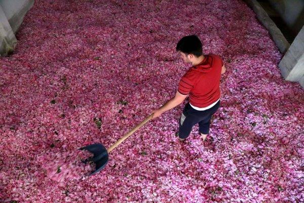 Bulgaristan’dan kaçırılan Isparta gülü