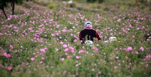 Bulgaristan’dan kaçırılan Isparta gülü