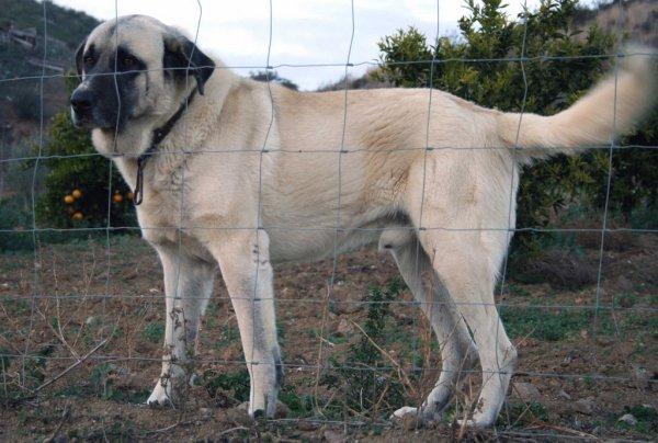 Fransız çobanların imdadına Sivas Kangalı yetişti