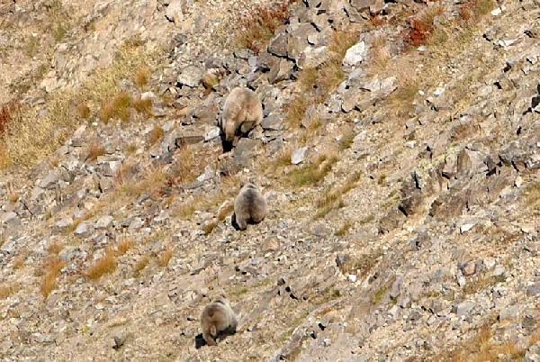 Doğu Karadeniz’deki artan ayı sayısı korkutuyor