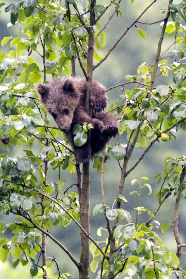 Doğu Karadeniz’deki artan ayı sayısı korkutuyor