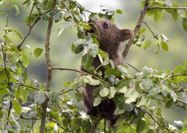Doğu Karadeniz’deki artan ayı sayısı korkutuyor