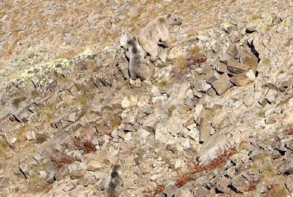 Doğu Karadeniz’deki artan ayı sayısı korkutuyor