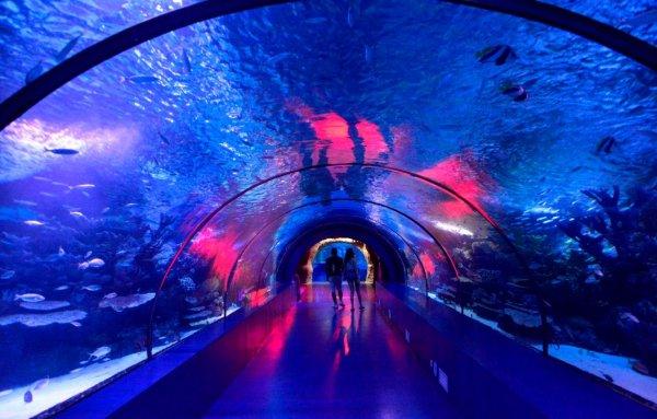 Dünyanın en zehirli kurbağası Antalya'daki akvaryumda