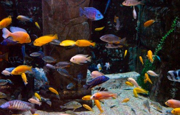 Dünyanın en zehirli kurbağası Antalya'daki akvaryumda