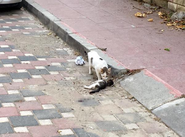 Anne kedi, ölen yavrusunun başından saatlerce ayrılmadı