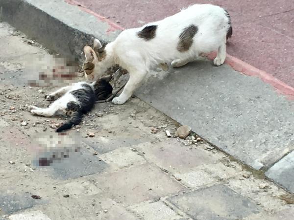 Anne kedi, ölen yavrusunun başından saatlerce ayrılmadı