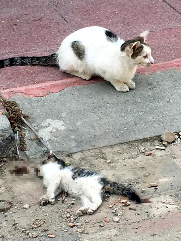 Anne kedi, ölen yavrusunun başından saatlerce ayrılmadı