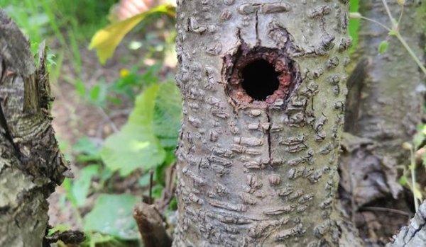 'Drakula' böcek tespit edilen bahçe karantinaya alındı