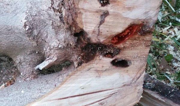 'Drakula' böcek tespit edilen bahçe karantinaya alındı