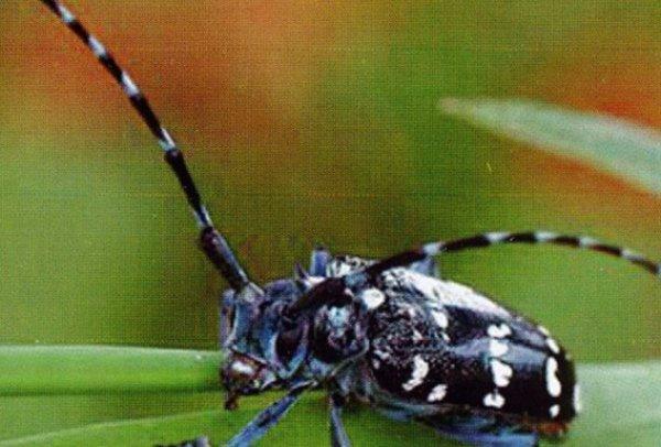 'Drakula' böcek tespit edilen bahçe karantinaya alındı