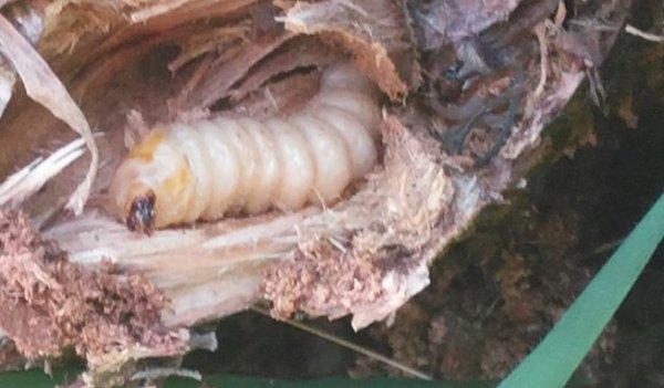 'Drakula' böcek tespit edilen bahçe karantinaya alındı