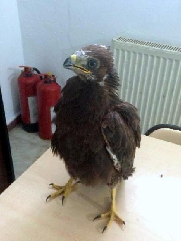 Otobüs bagajında yavru kızıl şahin bulundu