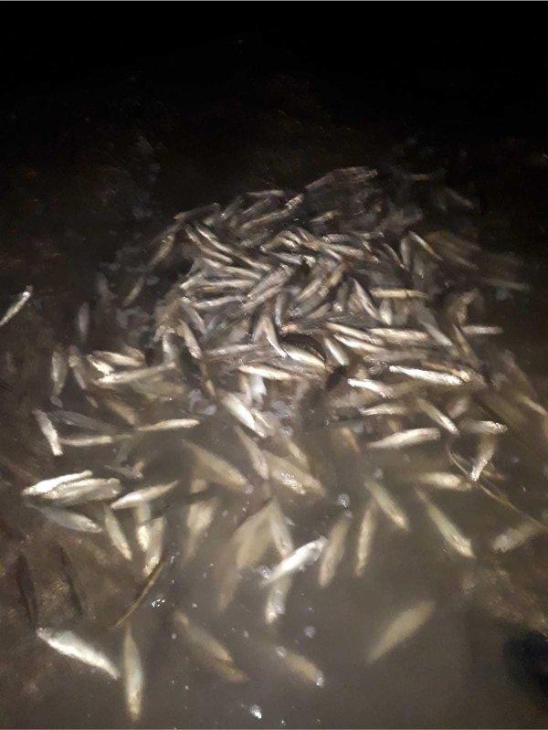 Bitlis'te kaçak avlanmaya 13 bin lira ceza kesildi