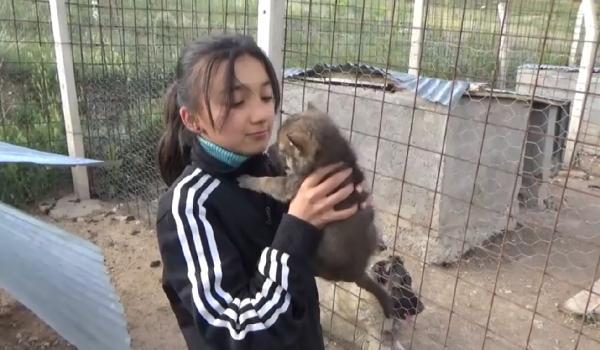 Kangal köpeği, yavru kurtları emzirdi