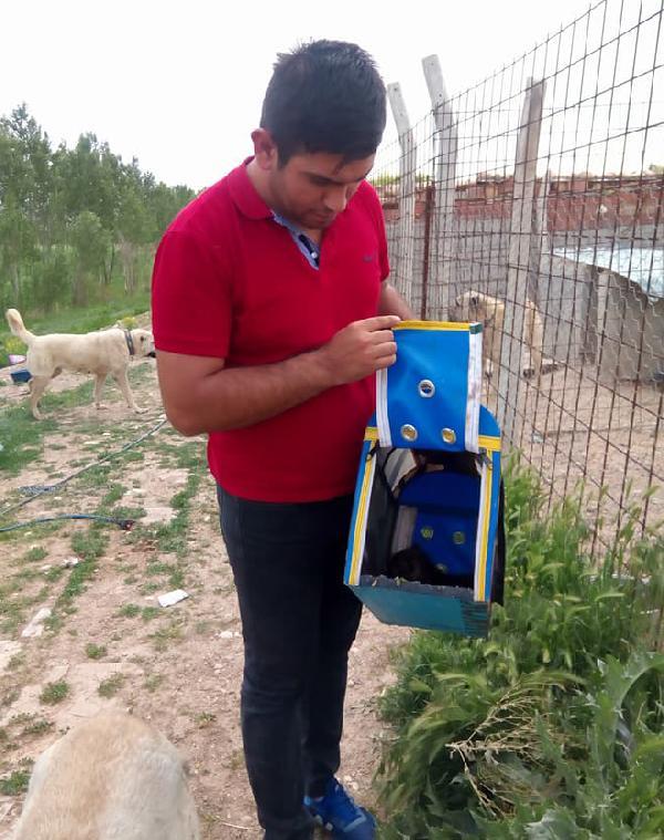 Kangal köpeği, yavru kurtları emzirdi