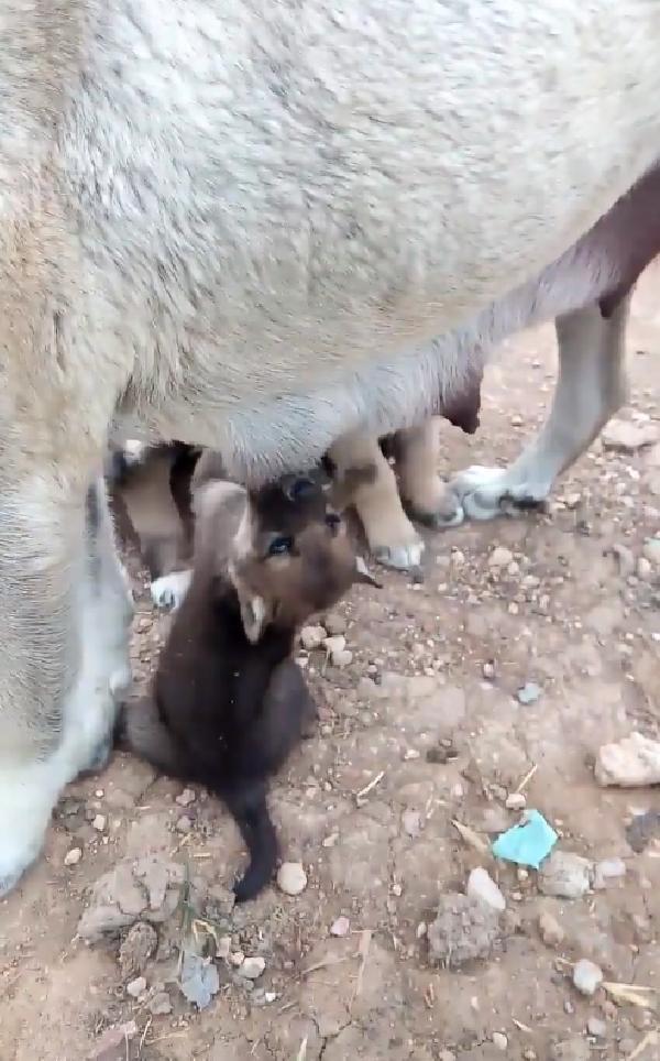Kangal köpeği, yavru kurtları emzirdi