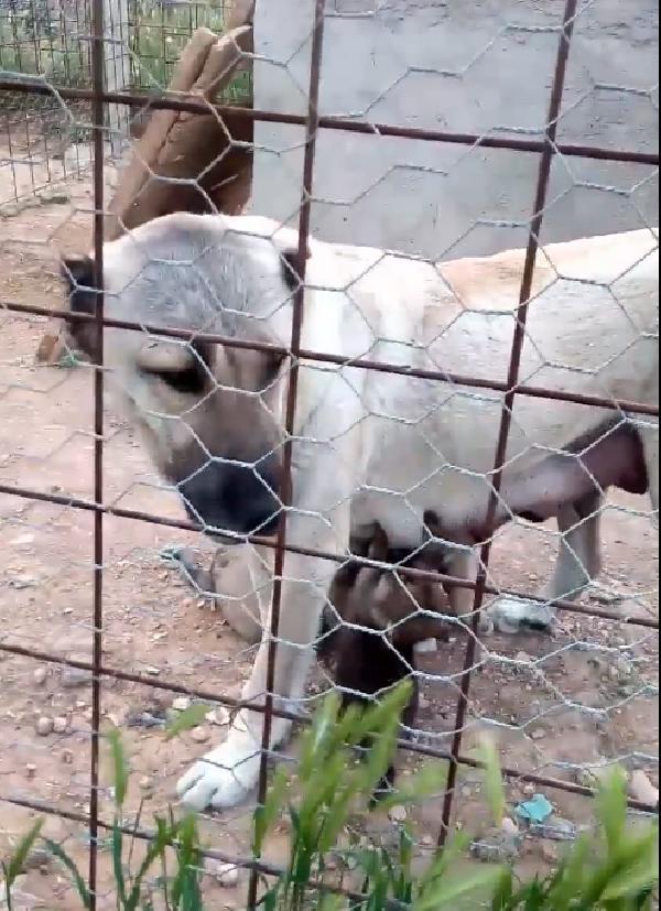 Kangal köpeği, yavru kurtları emzirdi