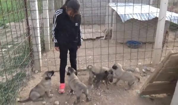 Kangal köpeği, yavru kurtları emzirdi