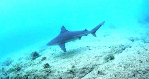 Köpek balıkları yumurtlamak için Ege Denizi'ne geldi