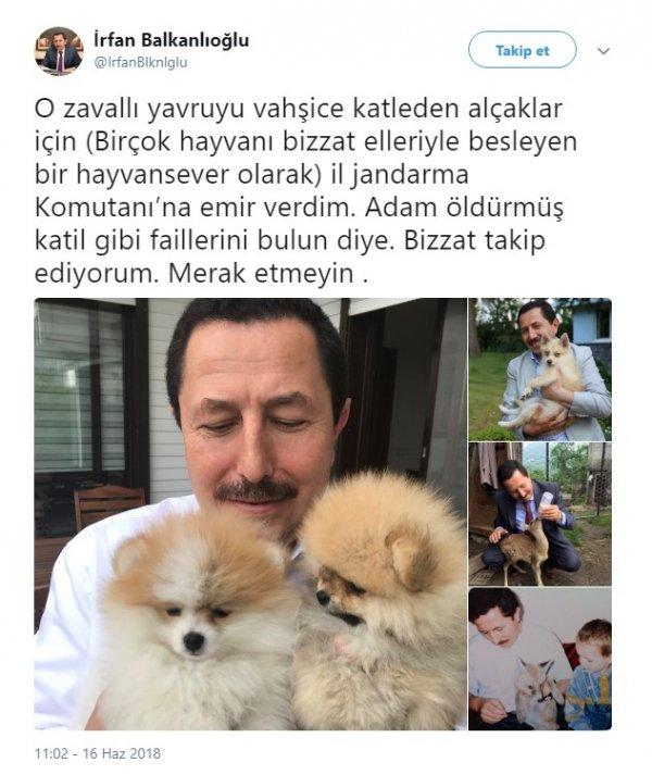Patileri kesilen köpek olayında gözaltı