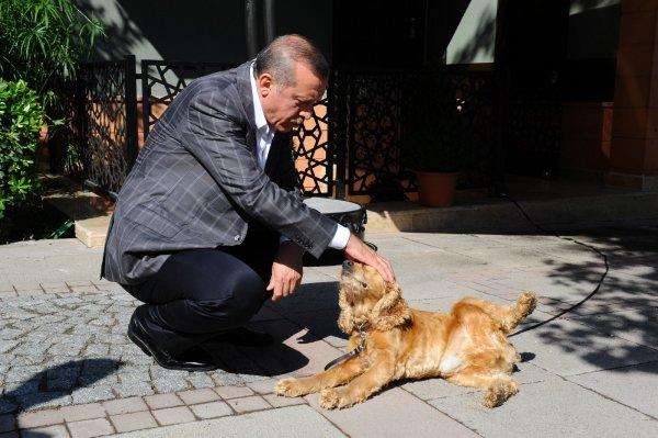 Cumhurbaşkanı Erdoğan'ın hayvan sevgisi