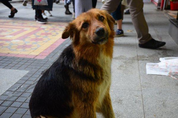 Köpeğe eliyle su içeren polis: Her Türk polisi yapar