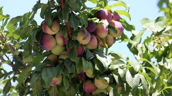 Erik ağacında 10 çeşit meyve yetişti