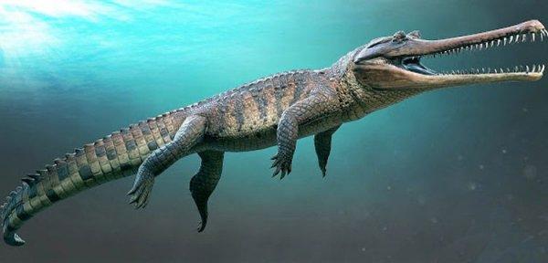 Timsah sanılan dinozor: Bir yakınsak evrim yanılgısı