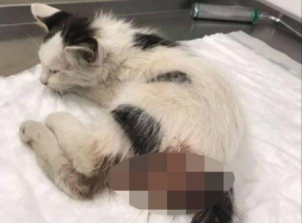 Kediye tecavüz soruşturması: Şüpheliye 3 yıla kadar hapis istemi