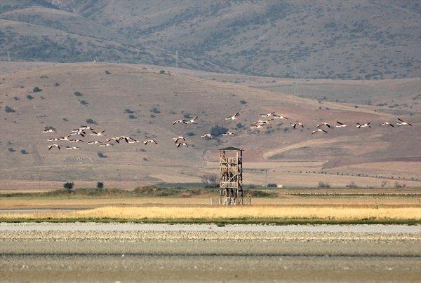Kırşehir'de flamingoların sabah yürüyüşü