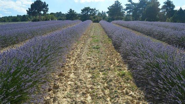 Afyonkarahisar'da köyün kaderini lavanta değiştirdi
