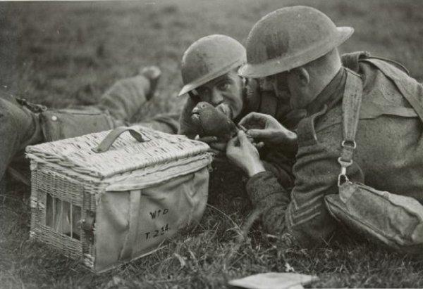 Tarihin ilk drone'u bir güvercindi