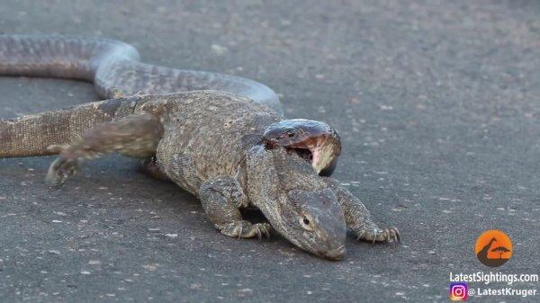 Kobra yılanının dev avı: Kertenkele