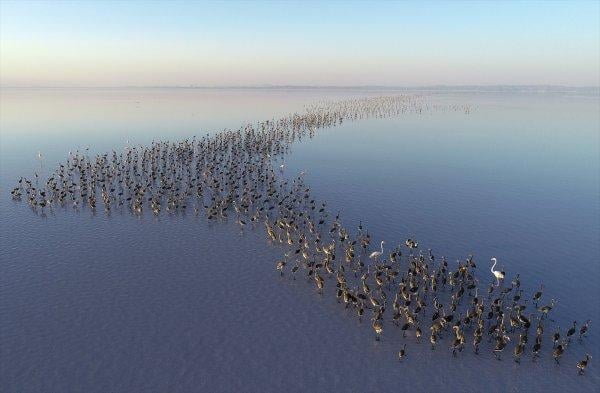 Tuz Gölü'nde flamingo şöleni