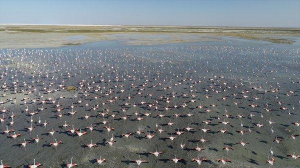Tuz Gölü'nde flamingo şöleni
