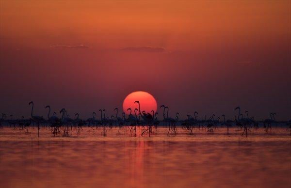Tuz Gölü'nde flamingo şöleni